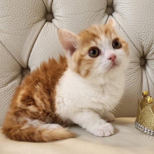 chaton Selkirk Rex red blotched tabby bicolor Jules Chatterie Ochatmouton