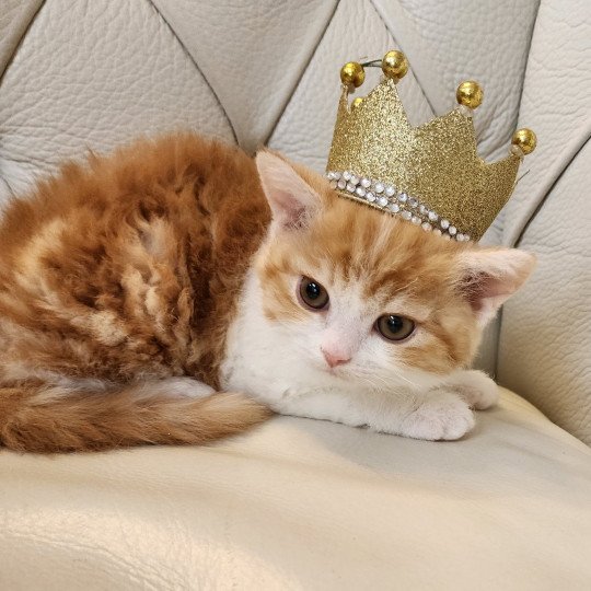 chaton Selkirk Rex red blotched tabby bicolor Jules Chatterie Ochatmouton