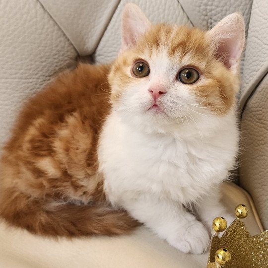 chaton Selkirk Rex red blotched tabby bicolor Jules Chatterie Ochatmouton