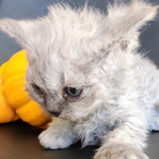 chaton Selkirk Rex Longhair black smoke Adèle Chatterie Ochatmouton