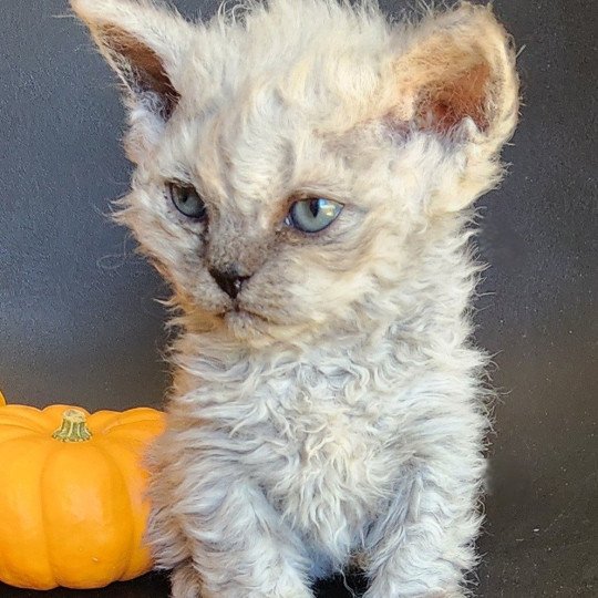 chaton Selkirk Rex Longhair black smoke Adèle Chatterie Ochatmouton