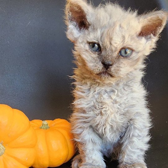 chaton Selkirk Rex Longhair black smoke Adèle Chatterie Ochatmouton