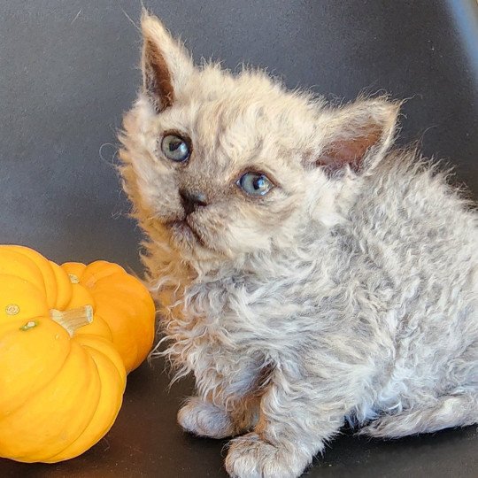 chaton Selkirk Rex Longhair black smoke Adèle Chatterie Ochatmouton