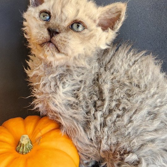 chaton Selkirk Rex Longhair black smoke Adèle Chatterie Ochatmouton