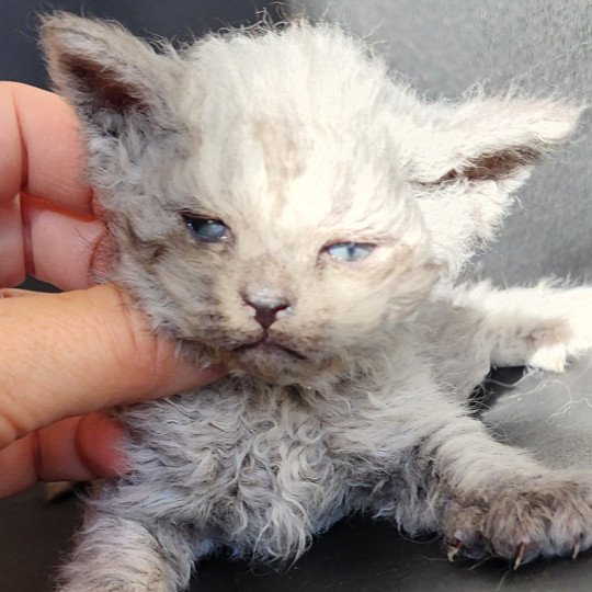 Abeille Of Ochatmouton Femelle Selkirk Rex Longhair