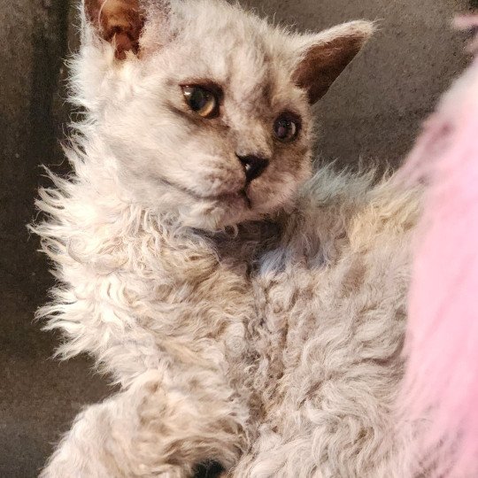 chaton Selkirk Rex Longhair black silver shaded Abeille Chatterie Ochatmouton