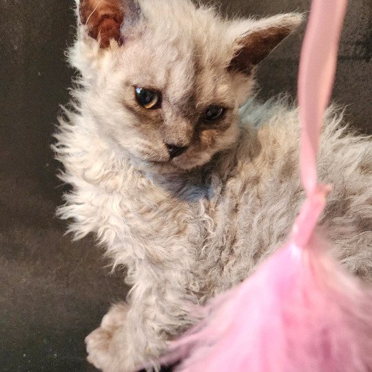 chaton Selkirk Rex Longhair black silver shaded Abeille Chatterie Ochatmouton