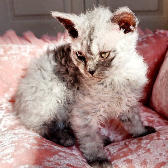 chaton Selkirk Rex Longhair black silver shaded Abeille Chatterie Ochatmouton