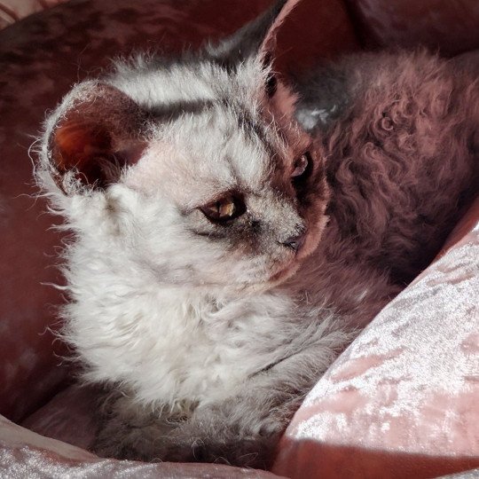 chaton Selkirk Rex Longhair black silver shaded Abeille Chatterie Ochatmouton