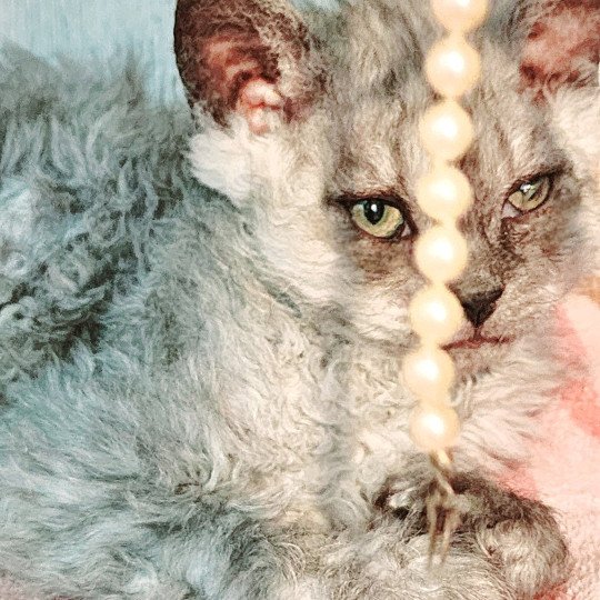 chaton Selkirk Rex Longhair black silver shaded Abeille Chatterie Ochatmouton