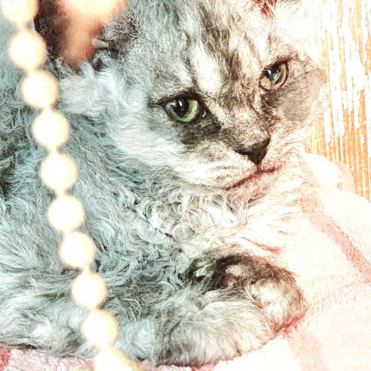 chaton Selkirk Rex Longhair black silver shaded Abeille Chatterie Ochatmouton