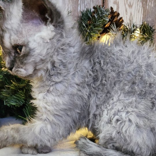 chaton Selkirk Rex Longhair black silver shaded Abeille Chatterie Ochatmouton