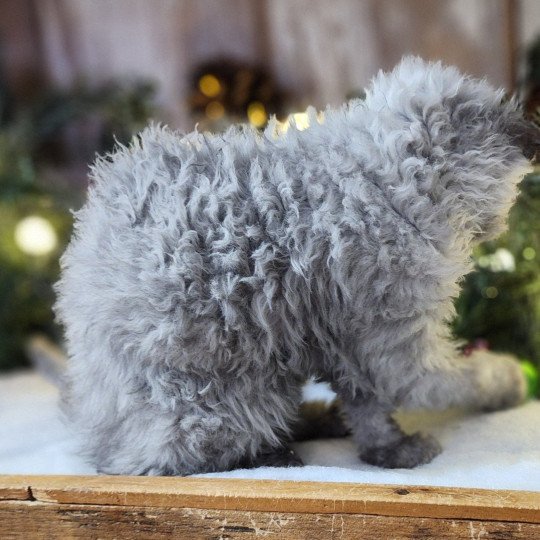 chaton Selkirk Rex Longhair black silver shaded Abeille Chatterie Ochatmouton