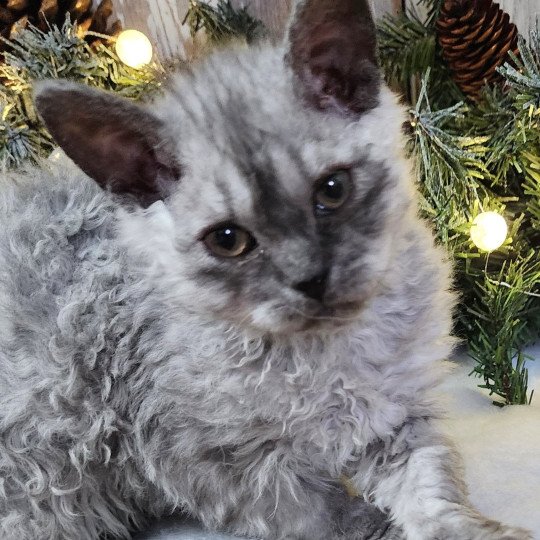 chaton Selkirk Rex Longhair black silver shaded Abeille Chatterie Ochatmouton