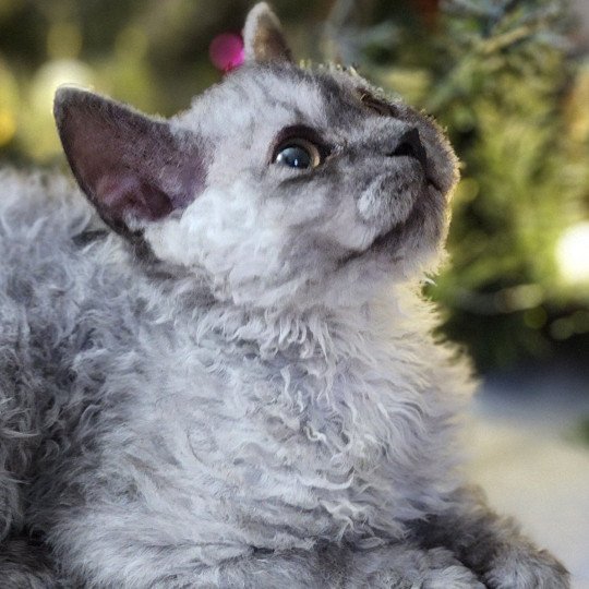 chaton Selkirk Rex Longhair black silver shaded Abeille Chatterie Ochatmouton