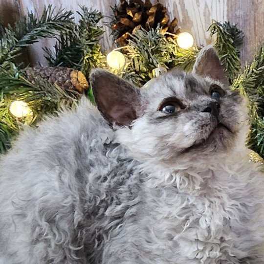 chaton Selkirk Rex Longhair black silver shaded Abeille Chatterie Ochatmouton