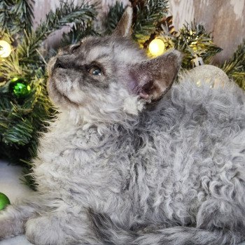 chaton Selkirk Rex Longhair black silver shaded Abeille Chatterie Ochatmouton