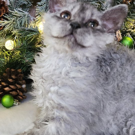 chaton Selkirk Rex Longhair black silver shaded Abeille Chatterie Ochatmouton