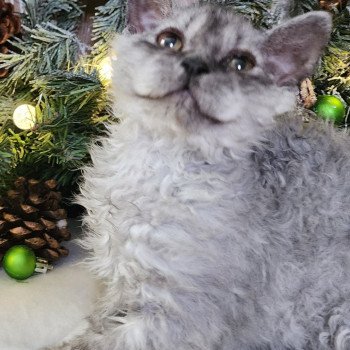 chaton Selkirk Rex Longhair black silver shaded Abeille Chatterie Ochatmouton