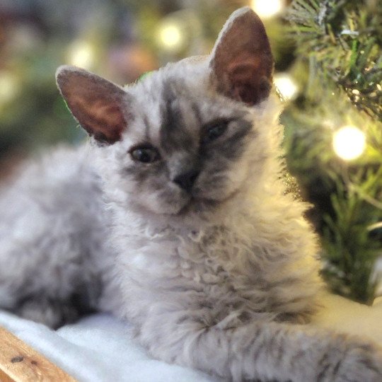 chaton Selkirk Rex Longhair black silver shaded Abeille Chatterie Ochatmouton