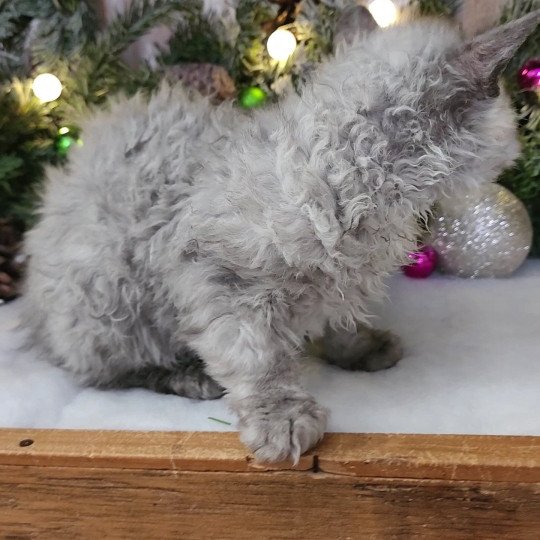 chaton Selkirk Rex Longhair black silver shaded Abeille Chatterie Ochatmouton