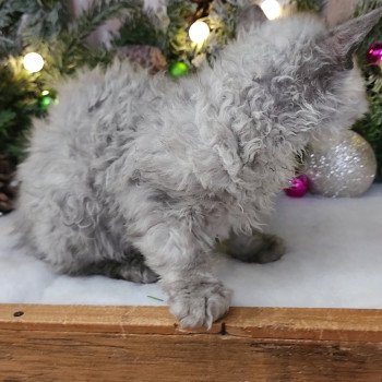 chaton Selkirk Rex Longhair black silver shaded Abeille Chatterie Ochatmouton