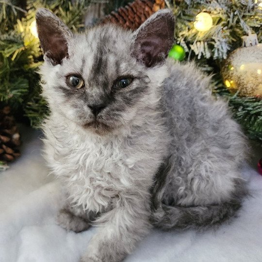 chaton Selkirk Rex Longhair black silver shaded Abeille Chatterie Ochatmouton