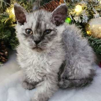 chaton Selkirk Rex Longhair black silver shaded Abeille Chatterie Ochatmouton