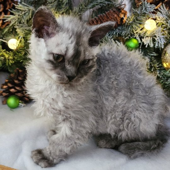 chaton Selkirk Rex Longhair black silver shaded Abeille Chatterie Ochatmouton