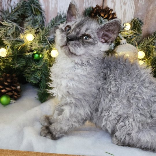 chaton Selkirk Rex Longhair black silver shaded Abeille Chatterie Ochatmouton