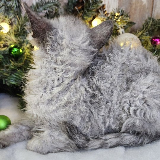 chaton Selkirk Rex Longhair black silver shaded Abeille Chatterie Ochatmouton