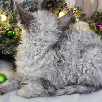 chaton Selkirk Rex Longhair black silver shaded Abeille Chatterie Ochatmouton