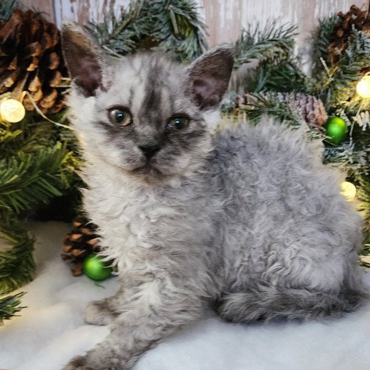 chaton Selkirk Rex Longhair black silver shaded Abeille Chatterie Ochatmouton