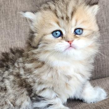 chaton Selkirk Rex Longhair black golden spotted tabby Belly Chatterie Ochatmouton
