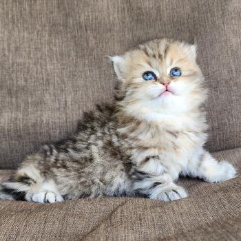 chaton Selkirk Straight Longhair black golden spotted tabby Belly Chatterie Ochatmouton