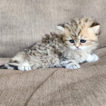 chaton Selkirk Straight Longhair black golden spotted tabby Belly Chatterie Ochatmouton