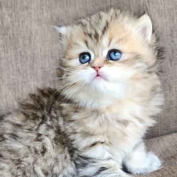 chaton Selkirk Straight Longhair black golden spotted tabby Belly Chatterie Ochatmouton