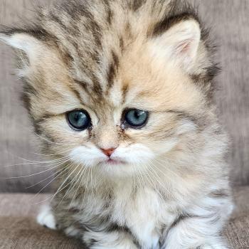 chaton Selkirk Straight Longhair black golden spotted tabby Belly Chatterie Ochatmouton