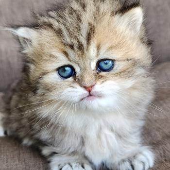 chaton Selkirk Straight Longhair black golden spotted tabby Belly Chatterie Ochatmouton