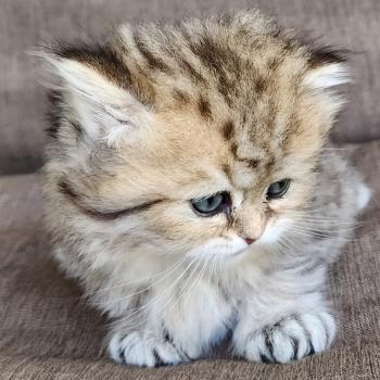 chaton Selkirk Straight Longhair black golden spotted tabby Belly Chatterie Ochatmouton