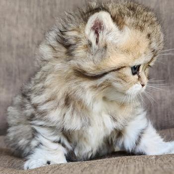 chaton Selkirk Straight Longhair black golden spotted tabby Belly Chatterie Ochatmouton