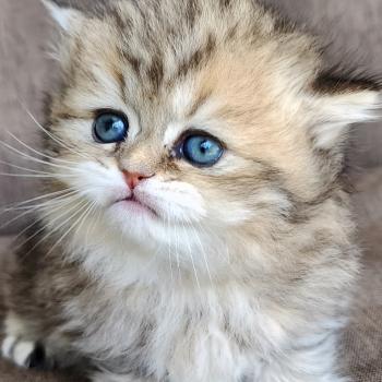 chaton Selkirk Straight Longhair black golden spotted tabby Belly Chatterie Ochatmouton