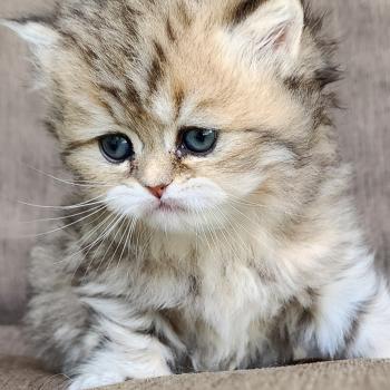 chaton Selkirk Straight Longhair black golden spotted tabby Belly Chatterie Ochatmouton