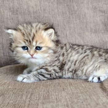 chaton Selkirk Straight Longhair black golden spotted tabby Belly Chatterie Ochatmouton