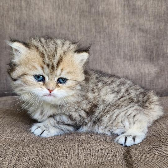 chaton Selkirk Straight Longhair black golden spotted tabby Belly Chatterie Ochatmouton