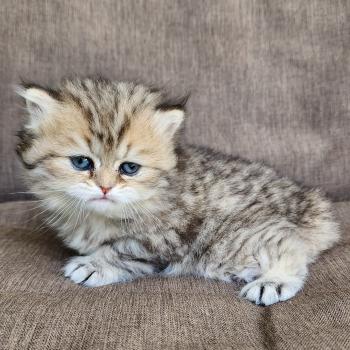 chaton Selkirk Straight Longhair black golden spotted tabby Belly Chatterie Ochatmouton