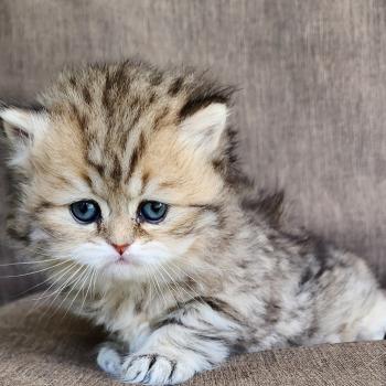 chaton Selkirk Straight Longhair black golden spotted tabby Belly Chatterie Ochatmouton