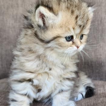 chaton Selkirk Straight Longhair black golden spotted tabby Belly Chatterie Ochatmouton