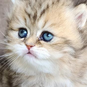 chaton Selkirk Straight Longhair black golden spotted tabby Belly Chatterie Ochatmouton
