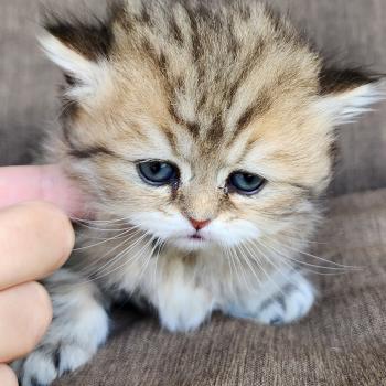 chaton Selkirk Straight Longhair black golden spotted tabby Belly Chatterie Ochatmouton